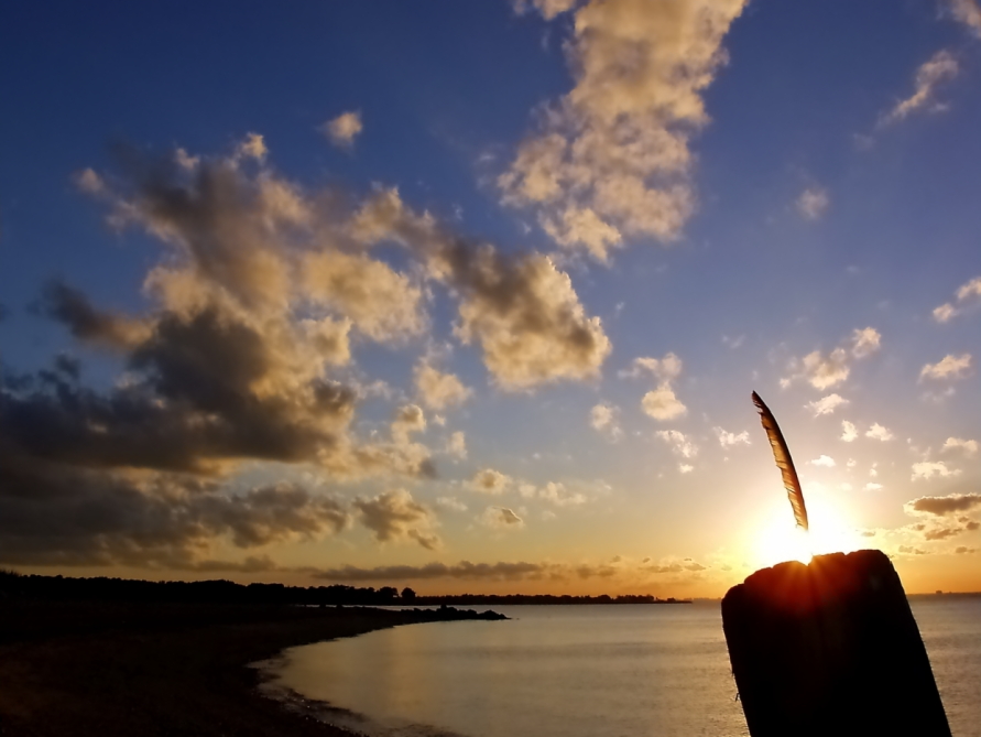 Feather in the Sun  Stelies Beach Bayville  Pryhuber